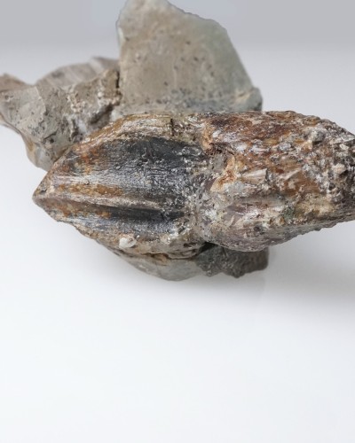 Triceratops fossil tooth 100% ORIGINAL - dinosaur for sale