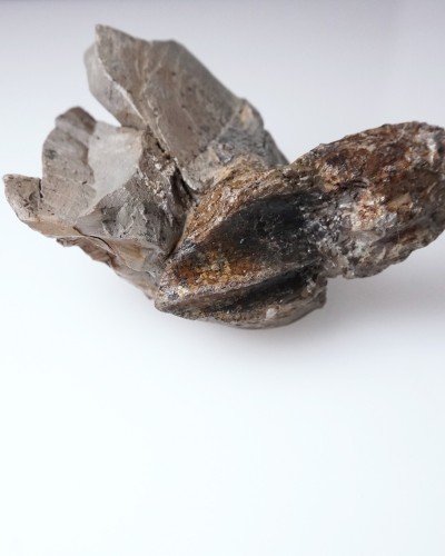Triceratops fossil tooth 100% ORIGINAL - dinosaur for sale