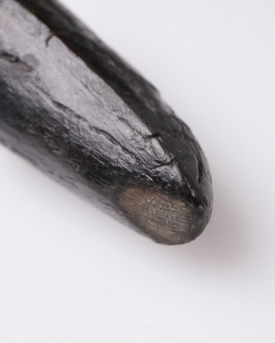 T-REX PREMAX fossil tooth - Hell Creek FMT - dinosaur for sale
