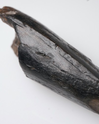 T-REX PREMAX fossil tooth - Hell Creek FMT - dinosaur for sale