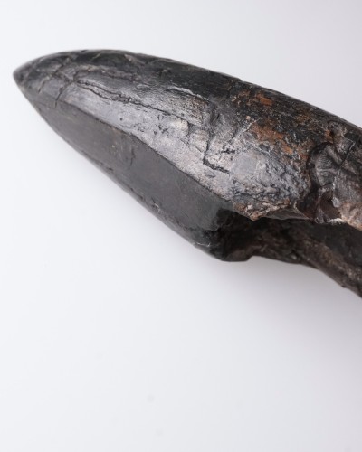 T-REX PREMAX fossil tooth - Hell Creek FMT - dinosaur for sale
