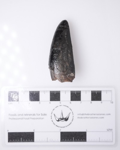 T-REX PREMAX fossil tooth - Hell Creek FMT - dinosaur for sale