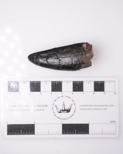 T-REX PREMAX fossil tooth - Hell Creek FMT - dinosaur for sale