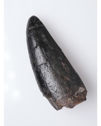 T-REX PREMAX fossil tooth - Hell Creek FMT - dinosaur for sale