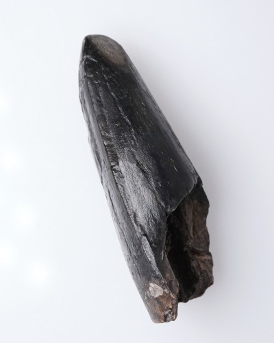 T-REX PREMAX fossil tooth - Hell Creek FMT - dinosaur for sale
