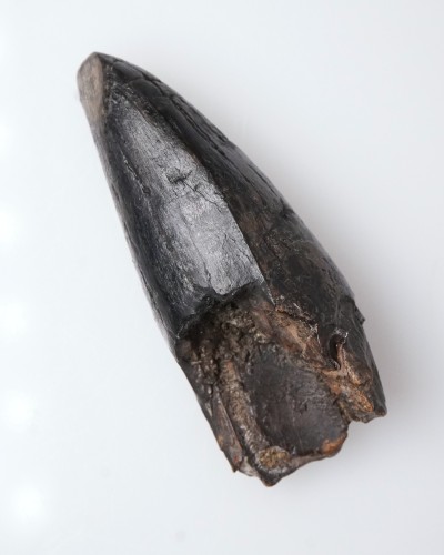 T-REX PREMAX fossil tooth - Hell Creek FMT - dinosaur for sale