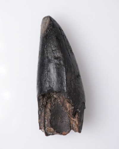 T-REX PREMAX fossil tooth - Hell Creek FMT - dinosaur for sale