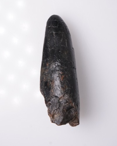 T-REX PREMAX fossil tooth - Hell Creek FMT - dinosaur for sale