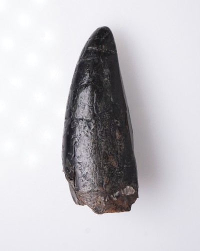 T-REX PREMAX fossil tooth - Hell Creek FMT - dinosaur for sale