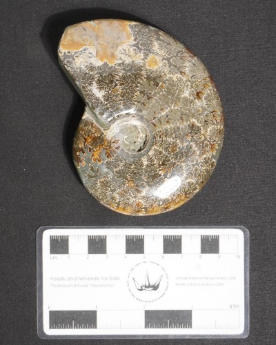 Ammonite  (Cleoniceras) - Cretaceous - Madagascar