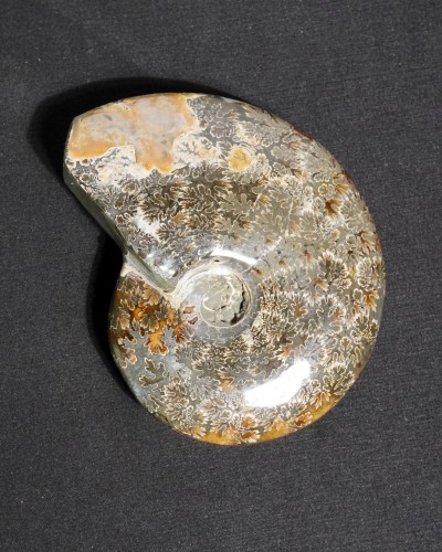 Ammonite  (Cleoniceras) - Cretaceous - Madagascar