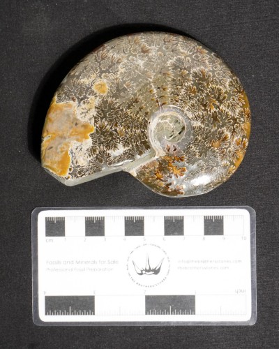 Ammonite  (Cleoniceras) - Cretaceous - Madagascar