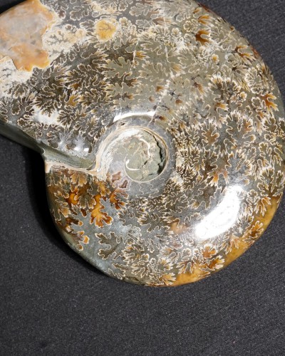 Ammonite  (Cleoniceras) - Cretaceous - Madagascar