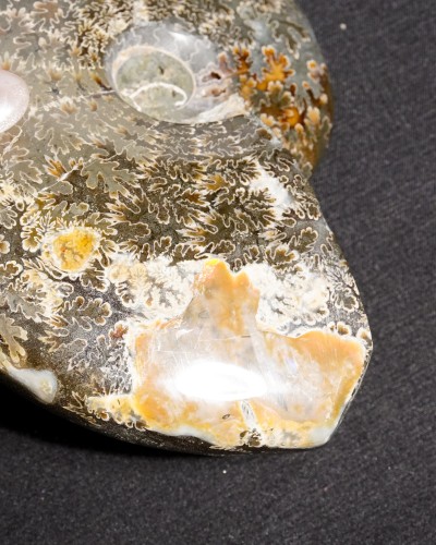 Ammonite  (Cleoniceras) - Cretaceous - Madagascar