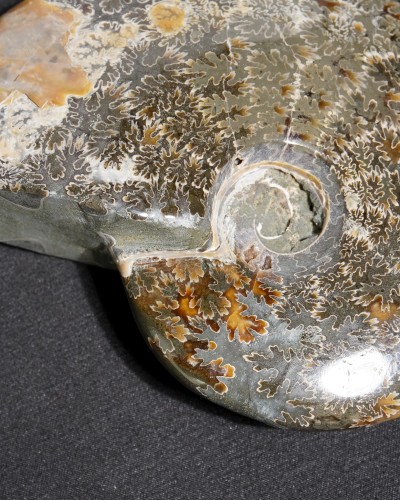 Ammonite  (Cleoniceras) - Cretaceous - Madagascar