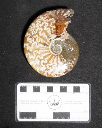 Ammonite Fossil (Cleoniceras) - Cretaceous - Madagascar