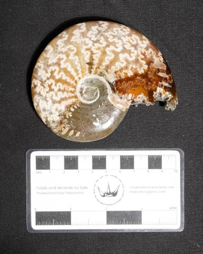 Ammonite Fossil (Cleoniceras) - Cretaceous - Madagascar