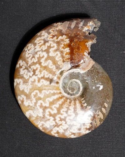 Ammonite Fossil (Cleoniceras) - Cretaceous - Madagascar