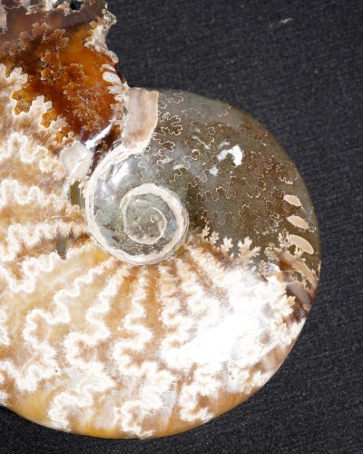 Ammonite Fossil (Cleoniceras) - Cretaceous - Madagascar