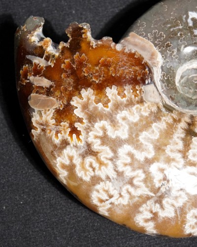 Ammonite Fossil (Cleoniceras) - Cretaceous - Madagascar