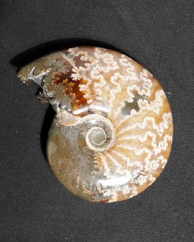 Ammonite Fossil (Cleoniceras) - Cretaceous - Madagascar