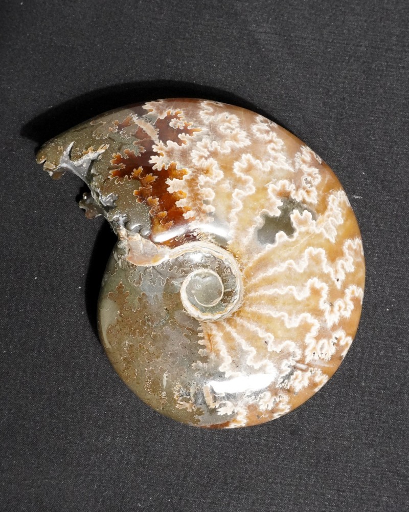Ammonite Fossil (Cleoniceras) - Cretaceous - Madagascar
