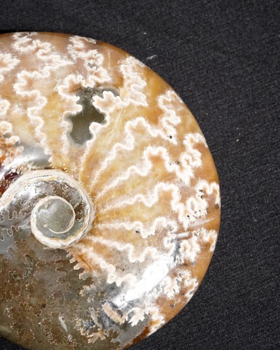 Ammonite Fossil (Cleoniceras) - Cretaceous - Madagascar