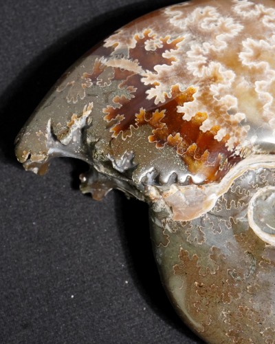 Ammonite Fossil (Cleoniceras) - Cretaceous - Madagascar