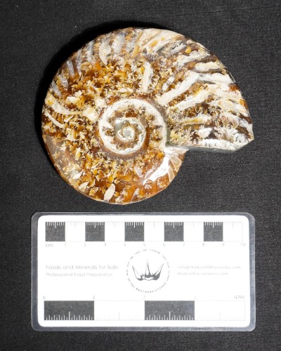 Ammonite Fossil (Douvilleiceras) - Cretaceous - Madagascar