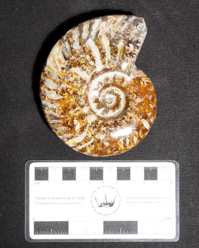 Ammonite Fossil (Douvilleiceras) - Cretaceous - Madagascar