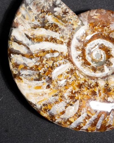 Ammonite Fossil (Douvilleiceras) - Cretaceous - Madagascar