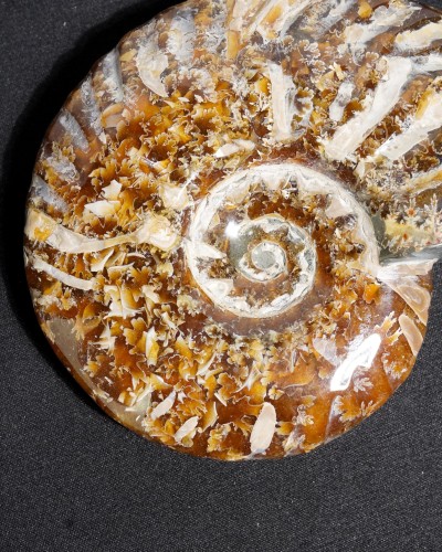 Ammonite Fossil (Douvilleiceras) - Cretaceous - Madagascar