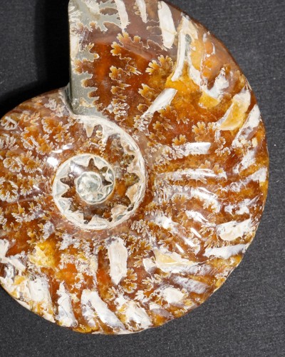 Ammonite Fossil (Douvilleiceras) - Cretaceous - Madagascar