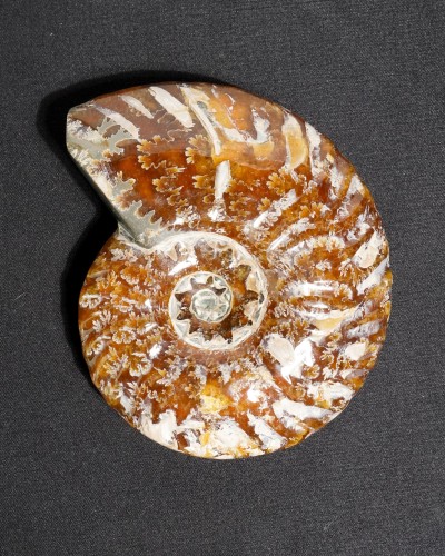 Ammonite Fossil (Douvilleiceras) - Cretaceous - Madagascar