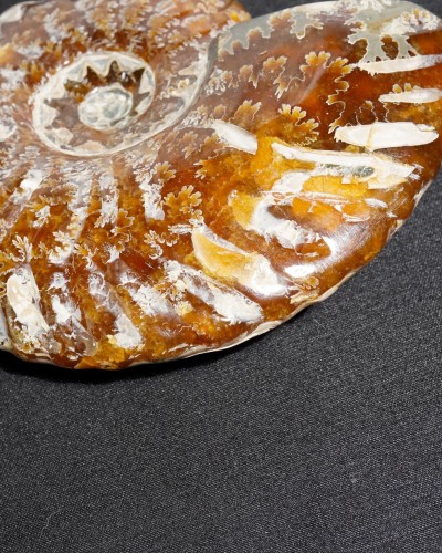 Ammonite Fossil (Douvilleiceras) - Cretaceous - Madagascar