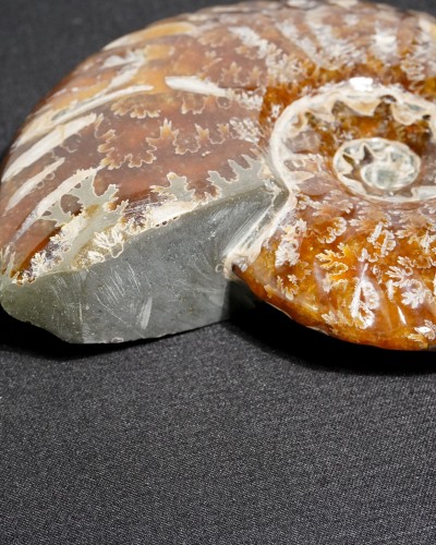 Ammonite Fossil (Douvilleiceras) - Cretaceous - Madagascar