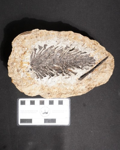 Fossile di pigna - Oligocene - Germany - vendita di fossili