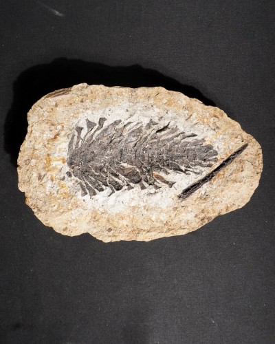 Fossile di pigna - Oligocene - Germany - vendita di fossili