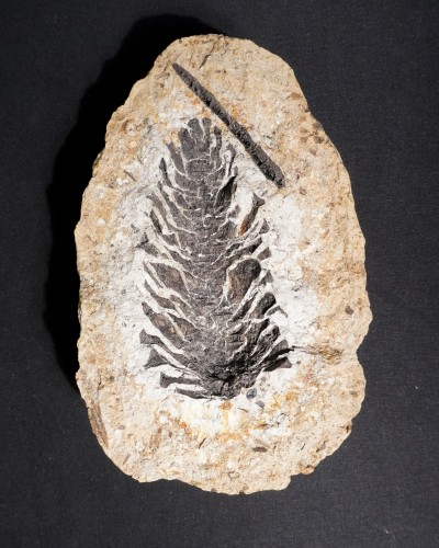 Fossile di pigna - Oligocene - Germany - vendita di fossili