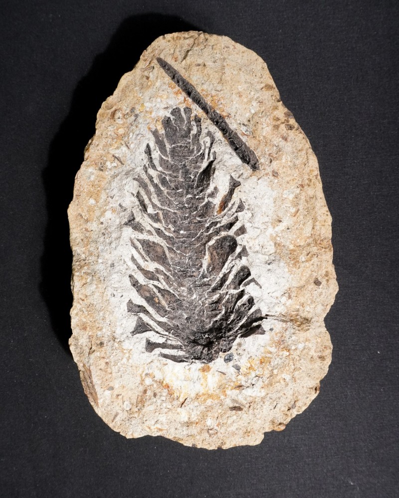 Fossile di pigna - Oligocene - Germany - vendita di fossili