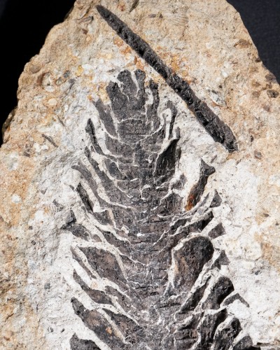 Fossile di pigna - Oligocene - Germany - vendita di fossili