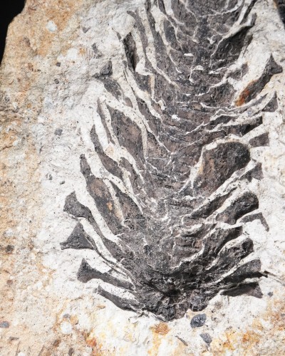 Fossile di pigna - Oligocene - Germany - vendita di fossili