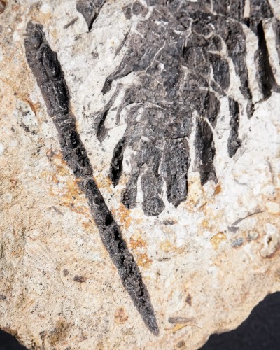 Fossile di pigna - Oligocene - Germany - vendita di fossili