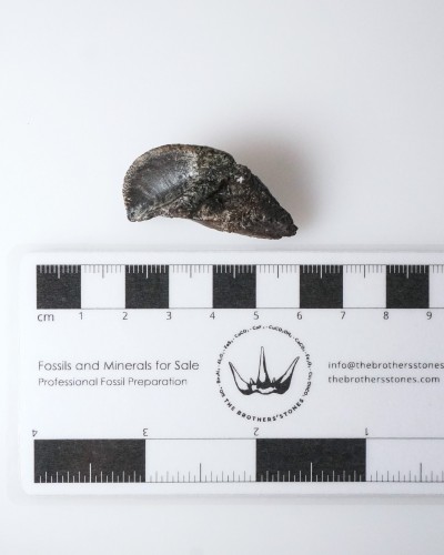 Triceratops - Dente fossile di dinosauro - Cretacico - Formazione Lance Creek