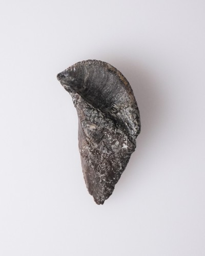 Triceratops prorsus tooth - Upper Cretaceous