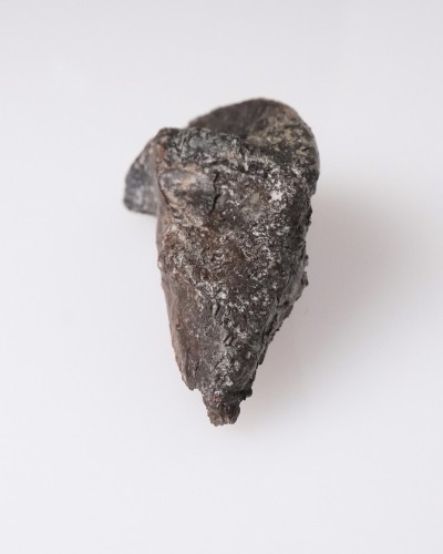 Triceratops - Dente fossile di dinosauro - Cretacico - Formazione Lance Creek