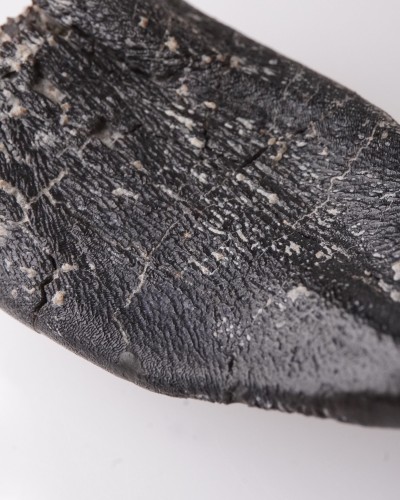 Camarasaurus fossil tooth - Morrison FMT - dinosaur for sale