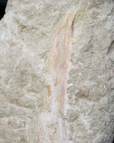 Odontopteryx gigas skull for sale - Paleogene - Morocco