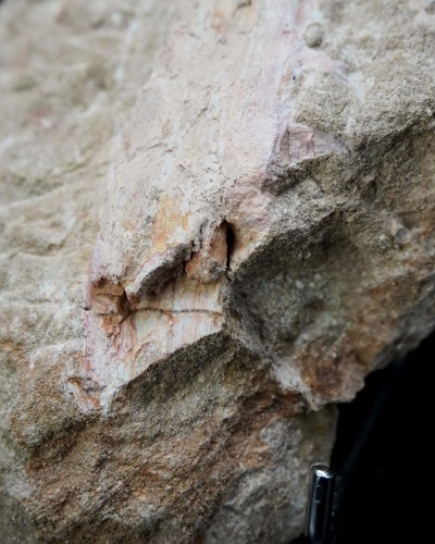 Odontopteryx gigas skull for sale - Paleogene - Morocco