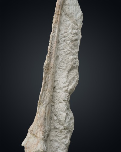 Odontopteryx gigas skull - Paleogene - Morocco - fossil for sale